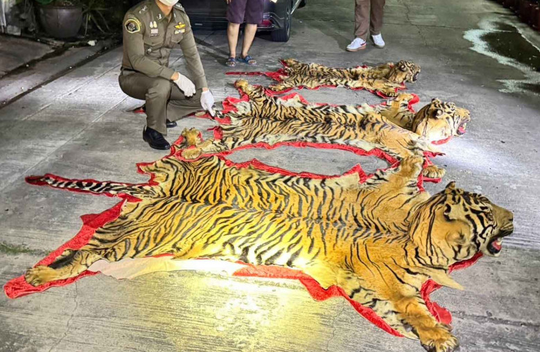 Polisi Thailand Tangkap Penjual Tiga Bangkai Harimau Sumatra